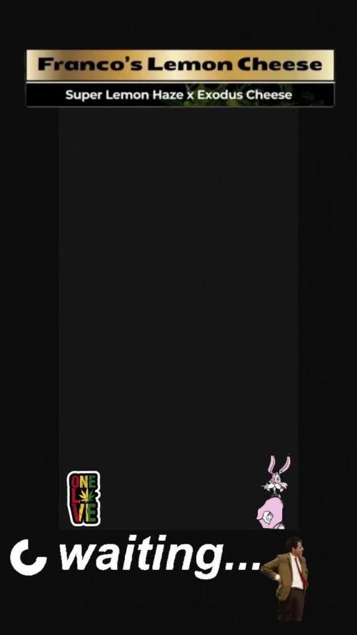 Francos Lemon Cheese Steckling