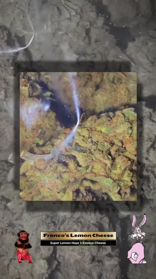 Francos Lemon Cheese Steckling