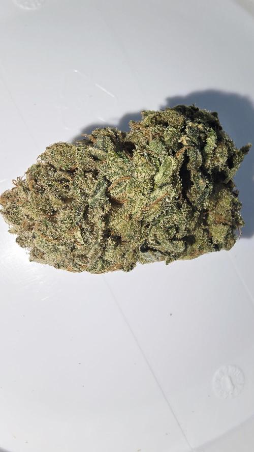 Francos Lemon Cheese Steckling. Week 18