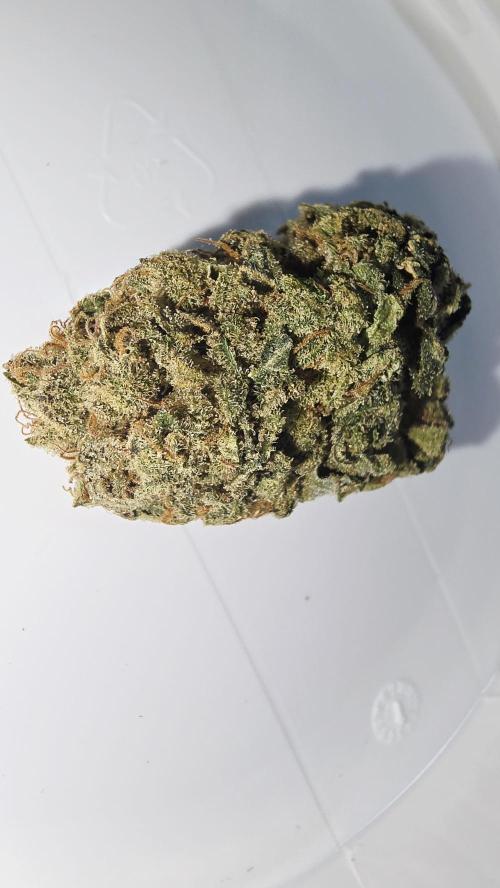 Francos Lemon Cheese Steckling. Week 18