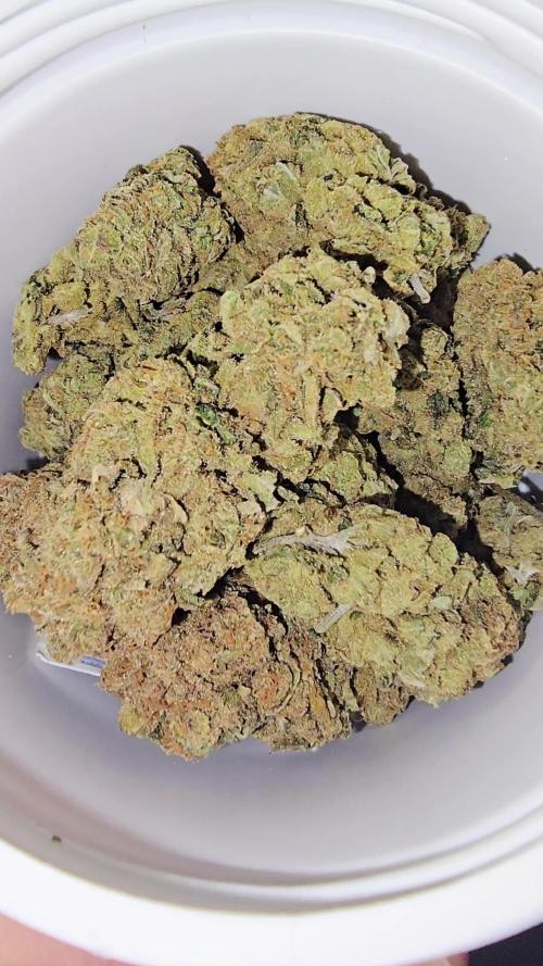 Francos Lemon Cheese Steckling