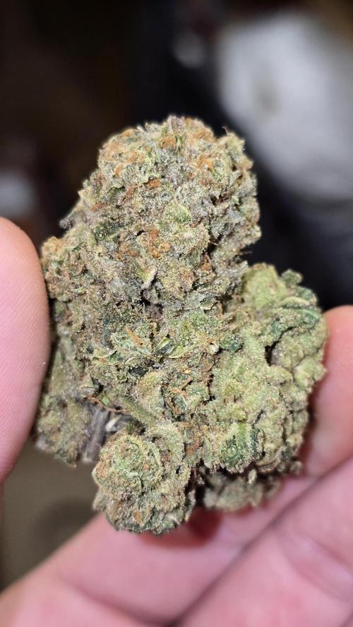 Francos Lemon Cheese Steckling. Week 18