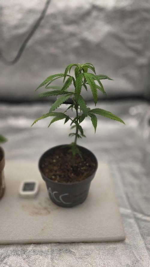 Amnesia Core Cut. Week 3