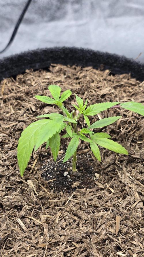 Oreoz Steckling. Week 3