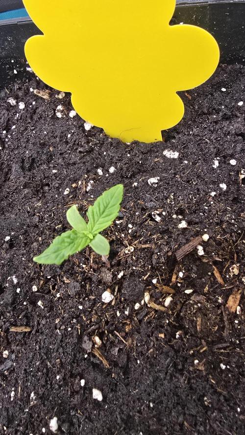 Lockdown Kush. Week 1