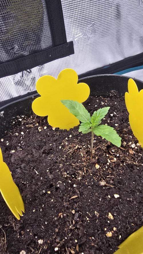 Lockdown Kush. Week 1