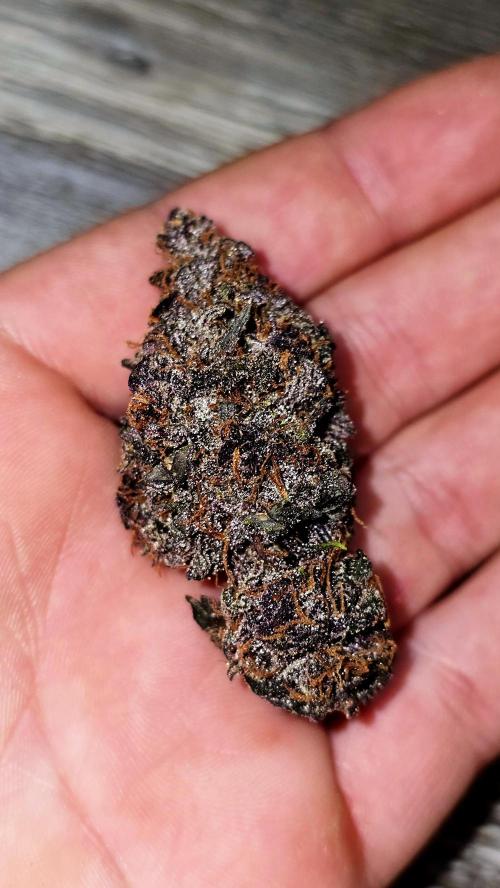 420FastBuds LemonCherryCookiesAuto. Week 9