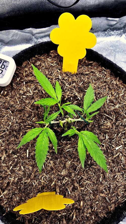 Oreoz Steckling. Week 4