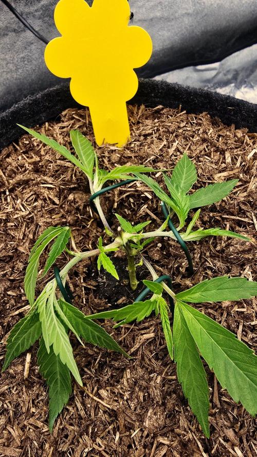 Oreoz Steckling. Week 4