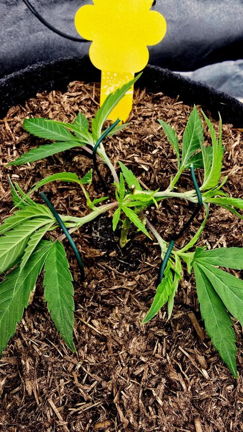 Oreoz Steckling. Week 5