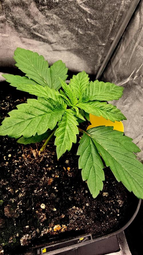 Lockdown Kush. Week 3