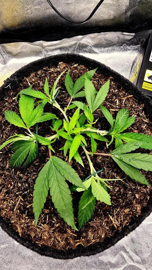 Oreoz Steckling. Week 5