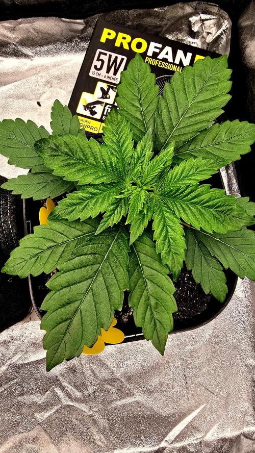 Lockdown Kush. Week 3
