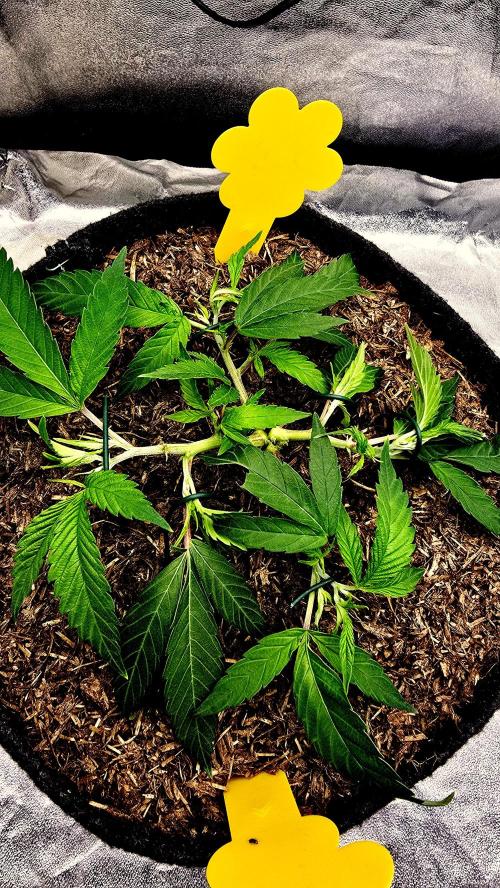 Oreoz. Week 6