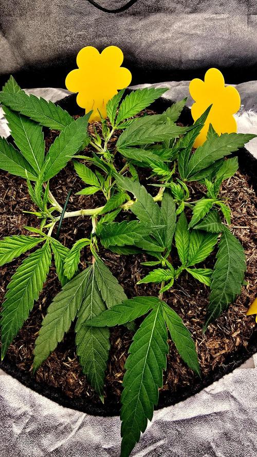 Oreoz. Week 6