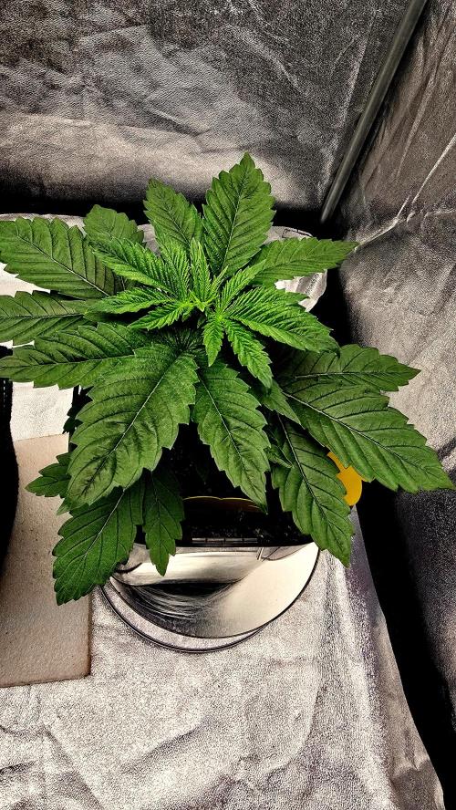 Lockdown Kush. Week 4