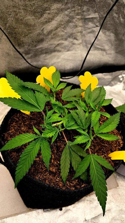 Oreoz. Week 6