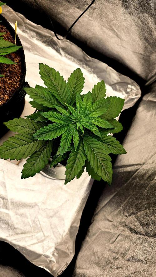 Lockdown Kush. Week 4