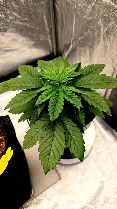 Lockdown Kush. Week 4
