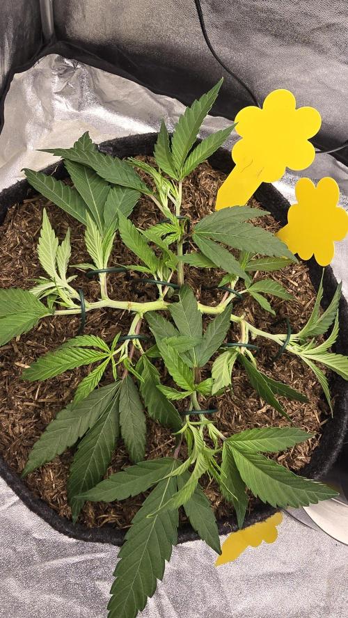Oreoz. Week 6