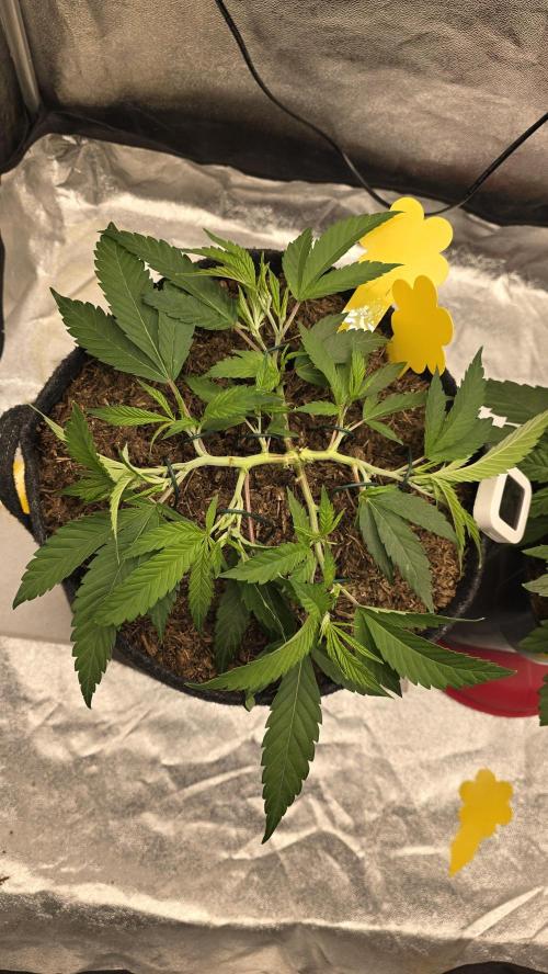 Oreoz. Week 6