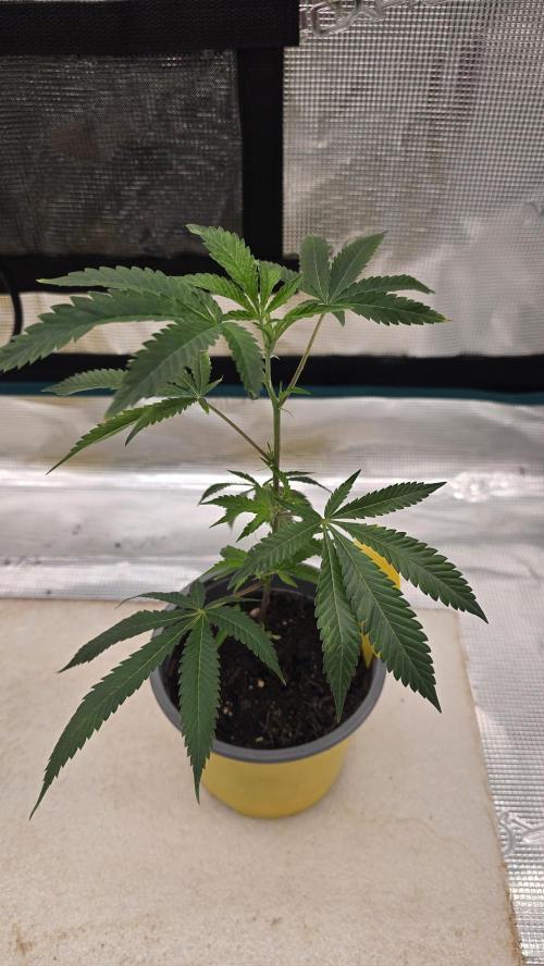 Ice Cream Cake - SeedJunkyGenetics. Week 3