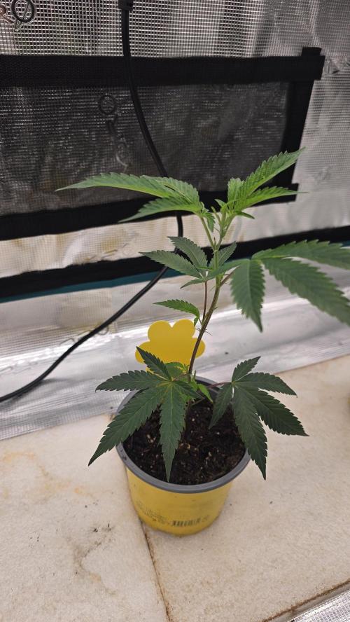 Ice Cream Cake - SeedJunkyGenetics. Week 3