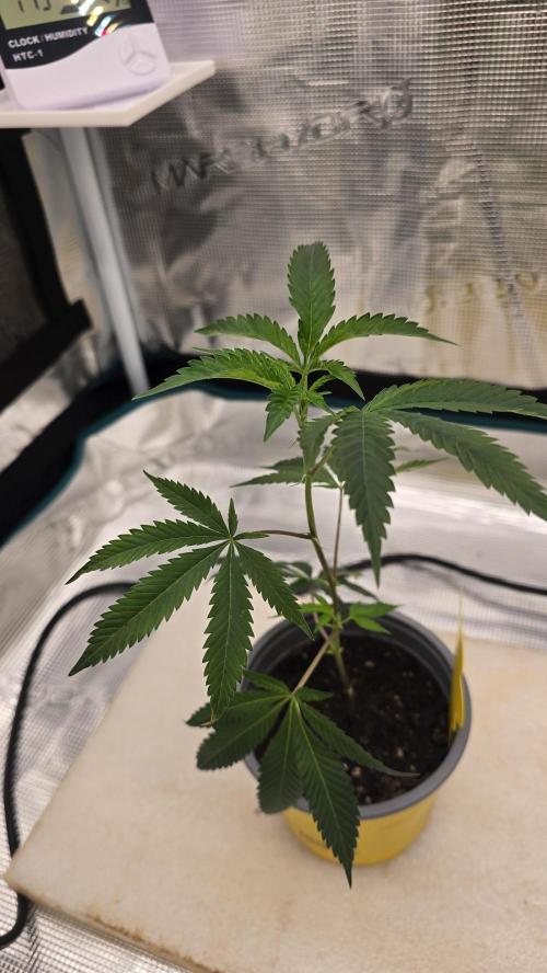 Ice Cream Cake - SeedJunkyGenetics. Week 3