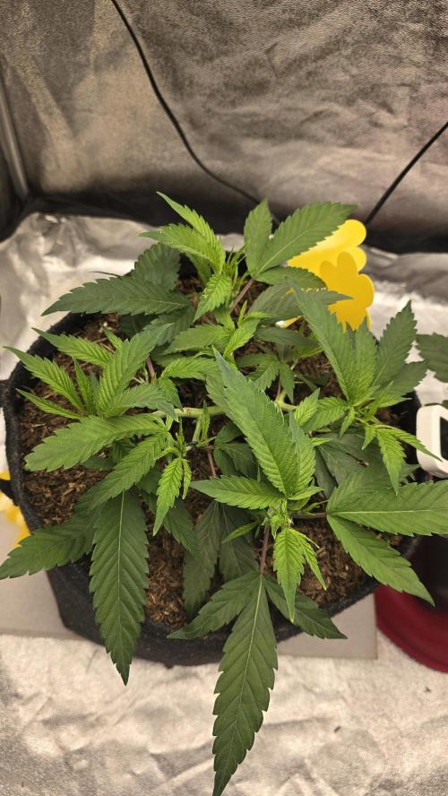 Oreoz. Week 7