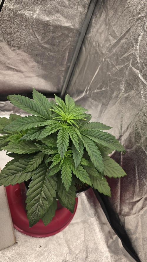 Lockdown Kush. Week 5
