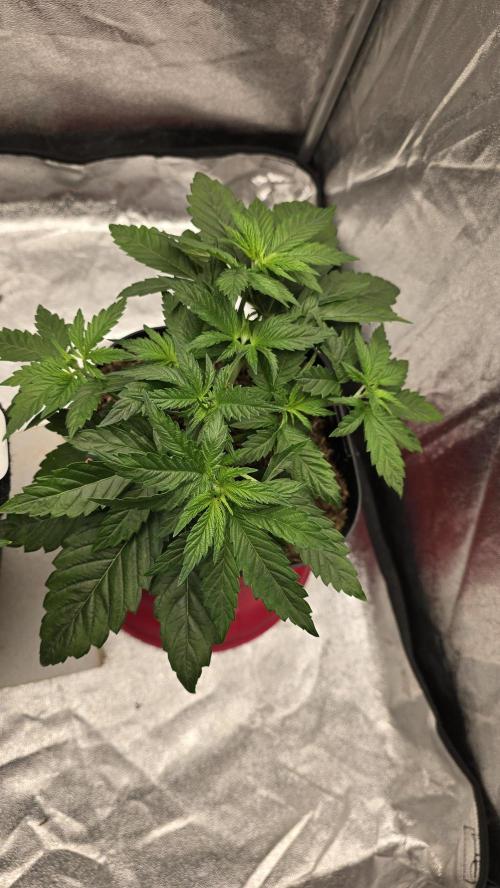 Lockdown Kush. Week 5