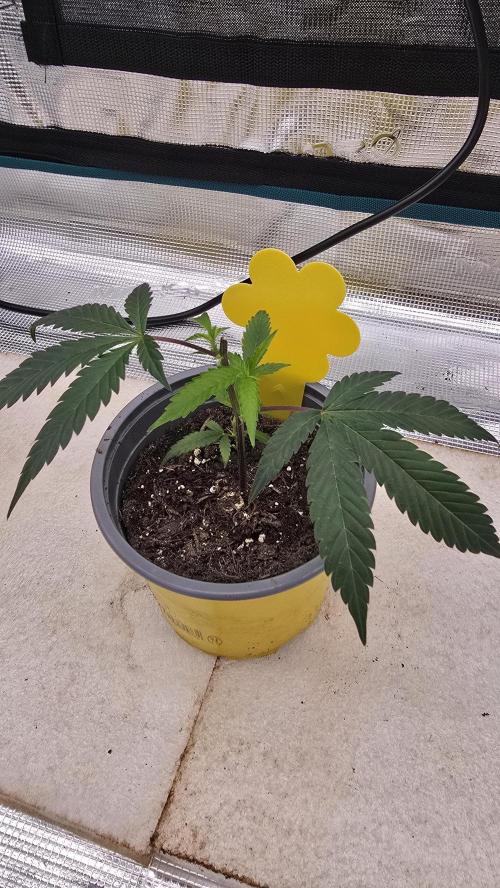 Ice Cream Cake - SeedJunkyGenetics. Week 3