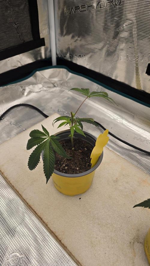 Ice Cream Cake - SeedJunkyGenetics. Week 3