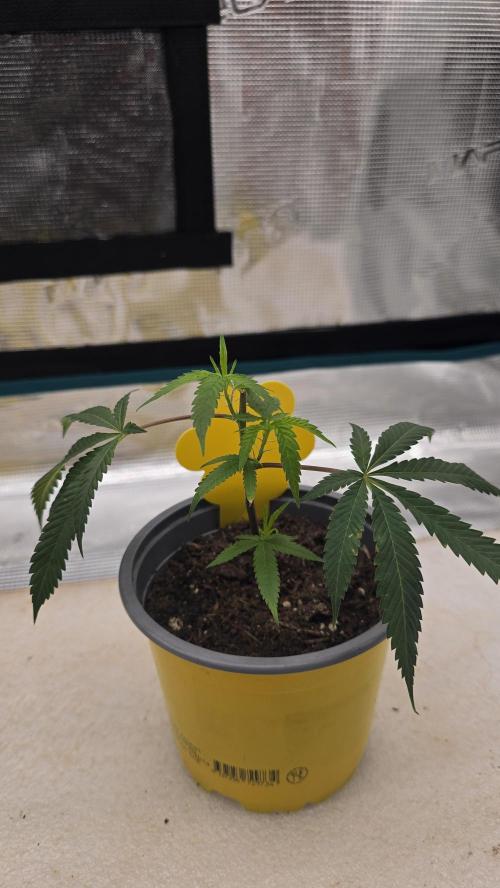 Ice Cream Cake - SeedJunkyGenetics. Week 3