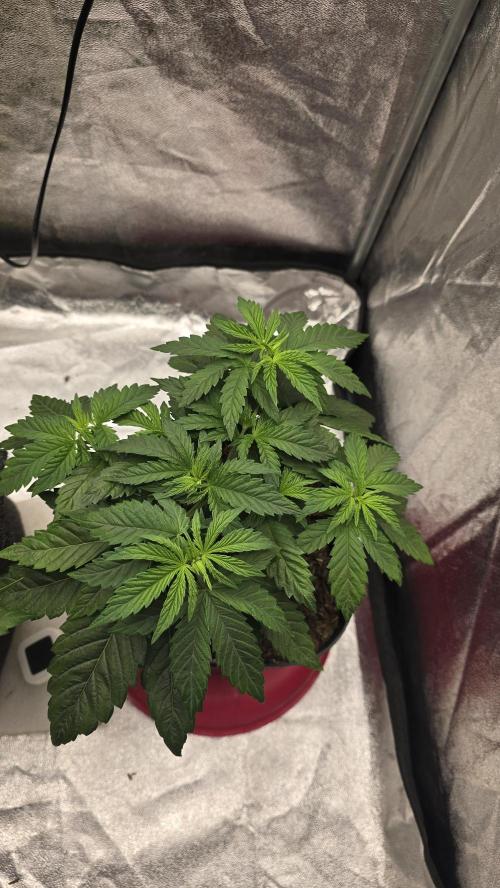 Lockdown Kush. Week 5