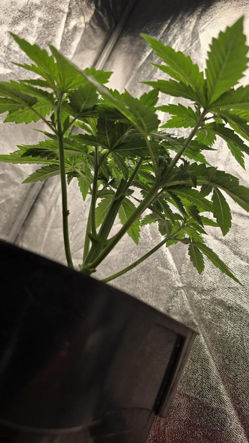 Lockdown Kush. Week 5