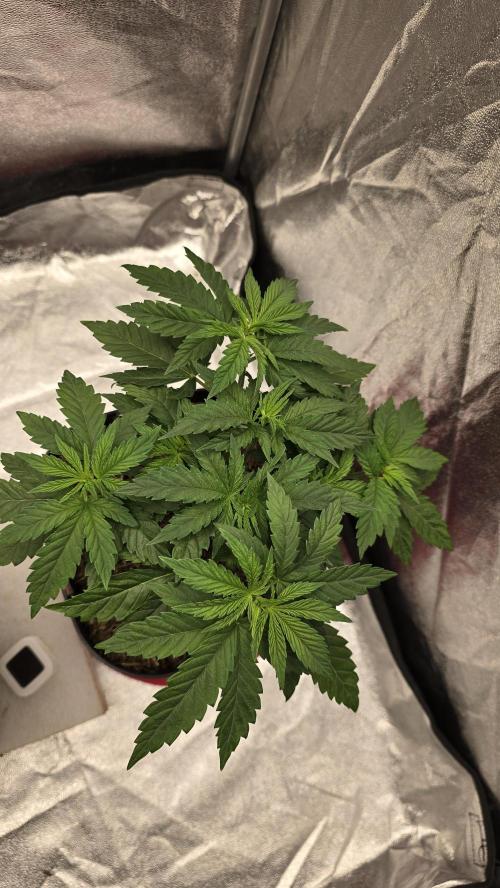 Lockdown Kush. Week 5