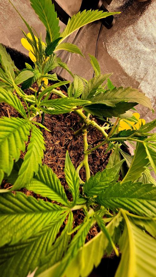 Oreoz Steckling. Week 7