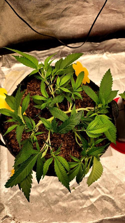 Oreoz. Week 7
