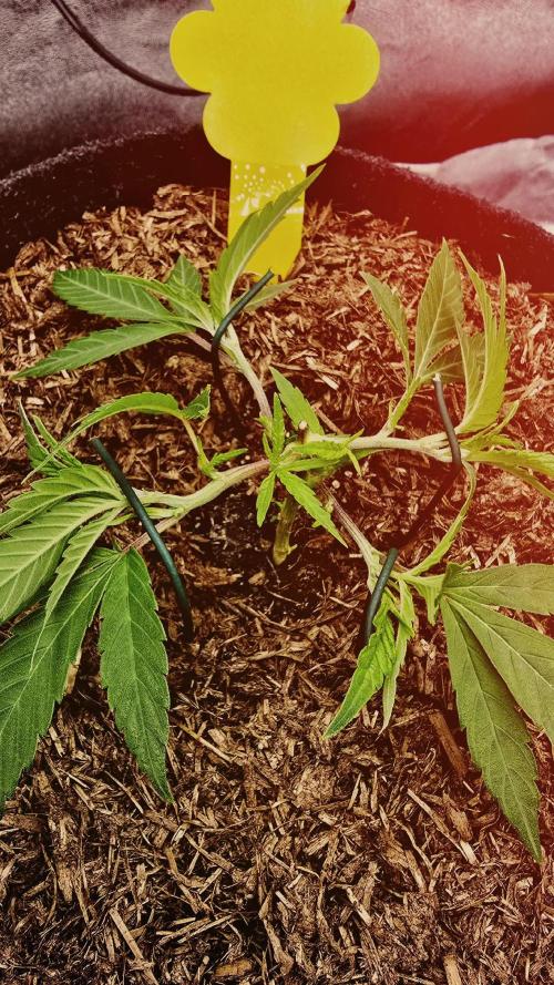 Oreoz Steckling