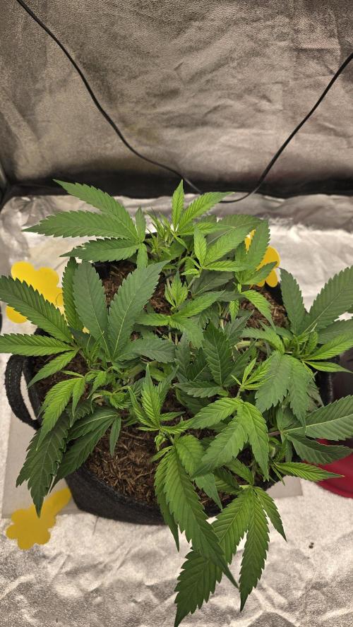 Oreoz. Week 7