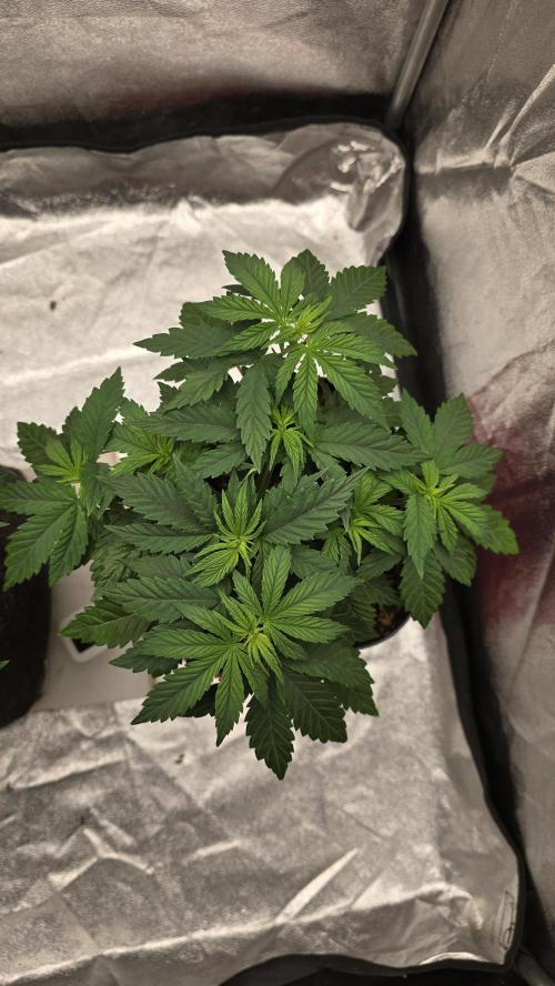 Lockdown Kush. Week 5