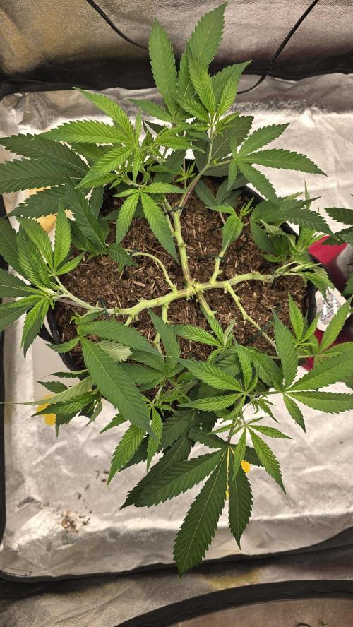 Oreoz. Week 8