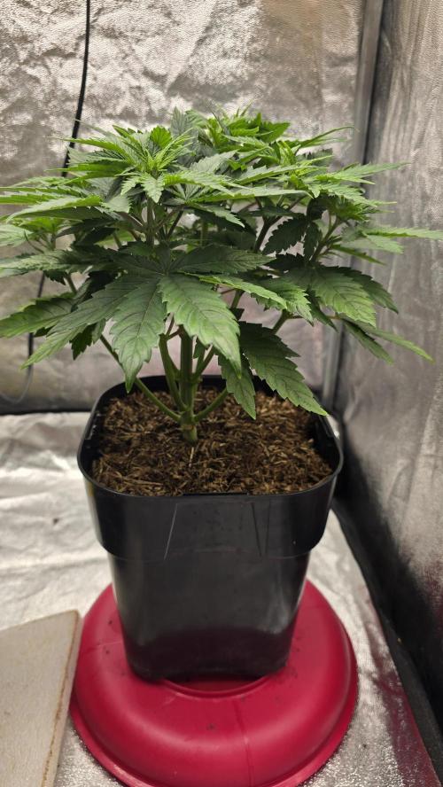 Lockdown Kush. Week 6