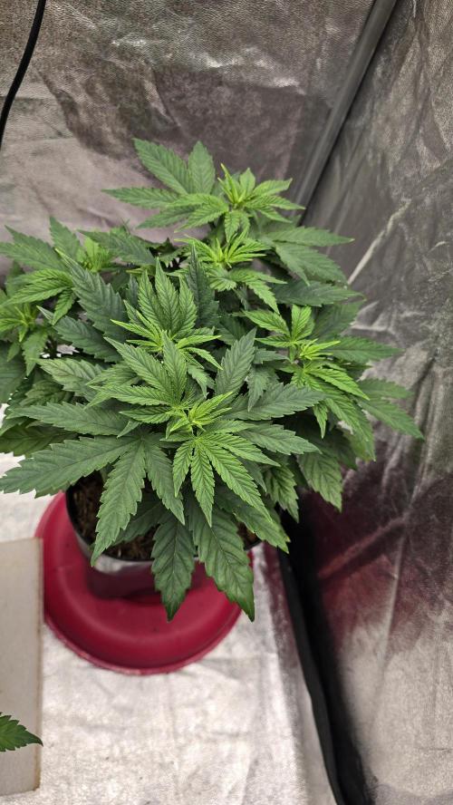 Lockdown Kush. Week 6