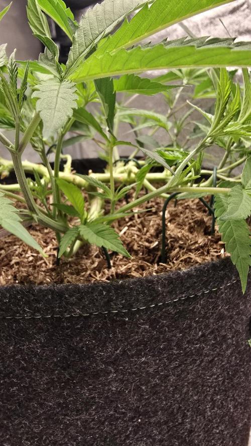 Oreoz Steckling. Week 8