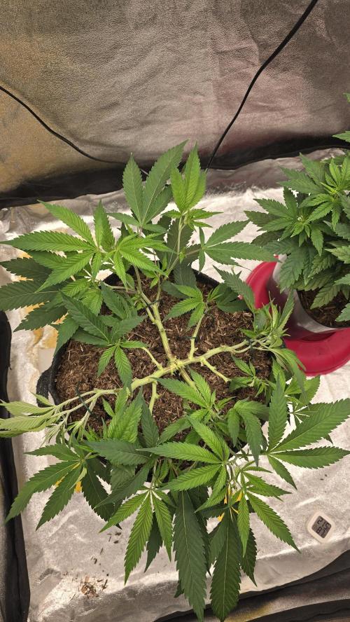 Oreoz. Week 8