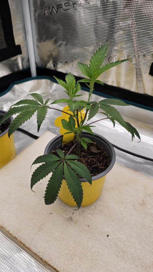 Ice Cream Cake - SeedJunkyGenetics. Week 4