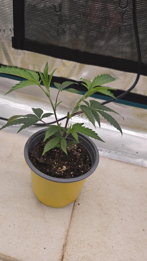 Ice Cream Cake - SeedJunkyGenetics. Week 4