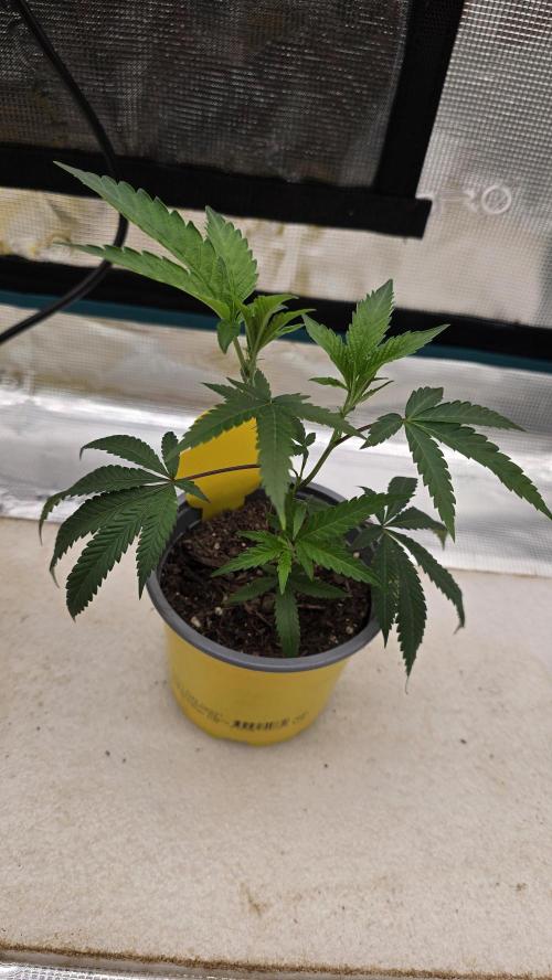 Ice Cream Cake - SeedJunkyGenetics. Week 4